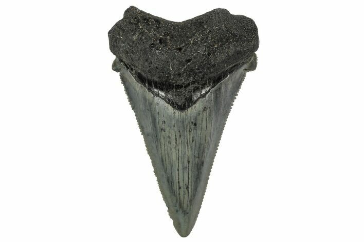 Serrated Angustidens Tooth - Megalodon Ancestor #340357